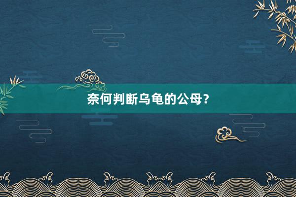 奈何判断乌龟的公母？