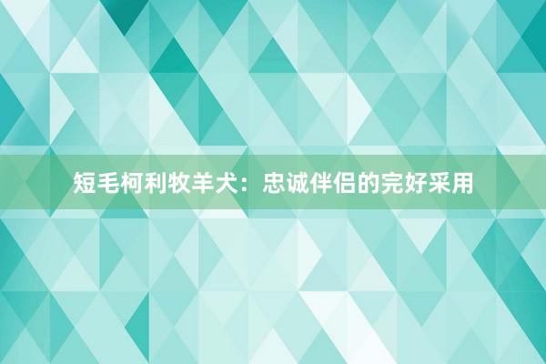 短毛柯利牧羊犬：忠诚伴侣的完好采用